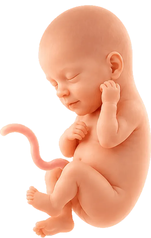 Baby at week 15