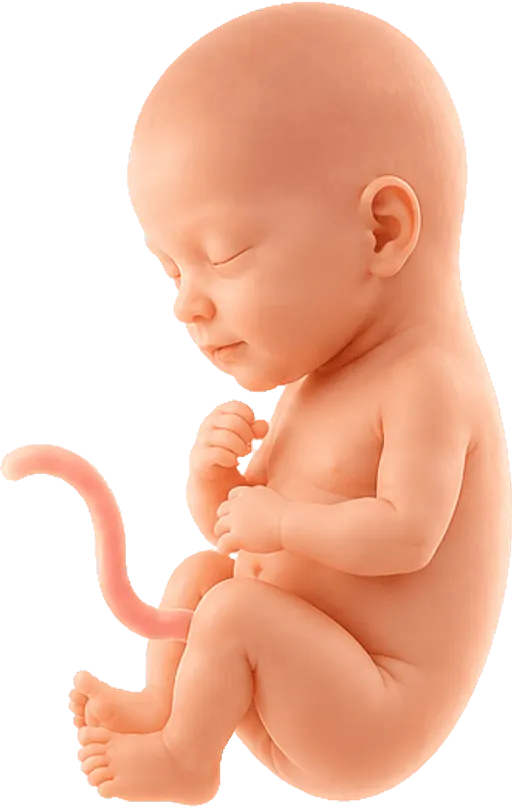 Baby at week 16